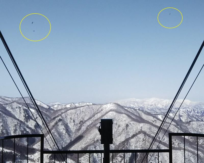天元台高原に岩ツバメが飛来