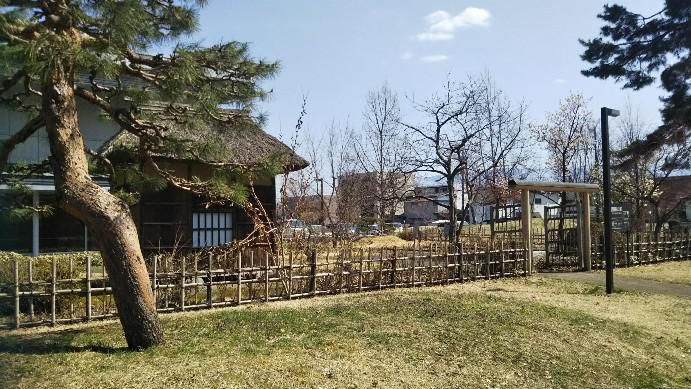 ウコギの垣根に松