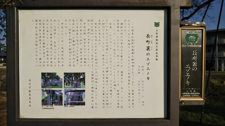 長町裏のエゾエノキ