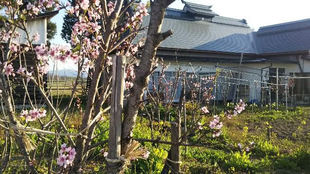 黄桃、白桃の花が咲いた