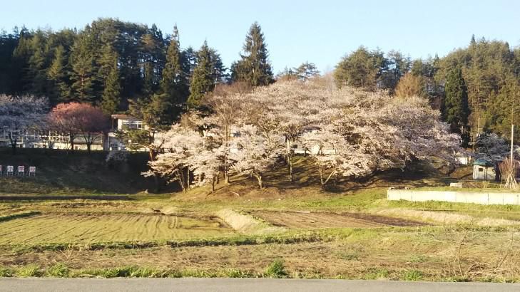 関のサクラが満開