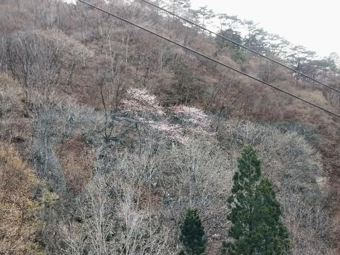 天元台ロープウエイ遅い春