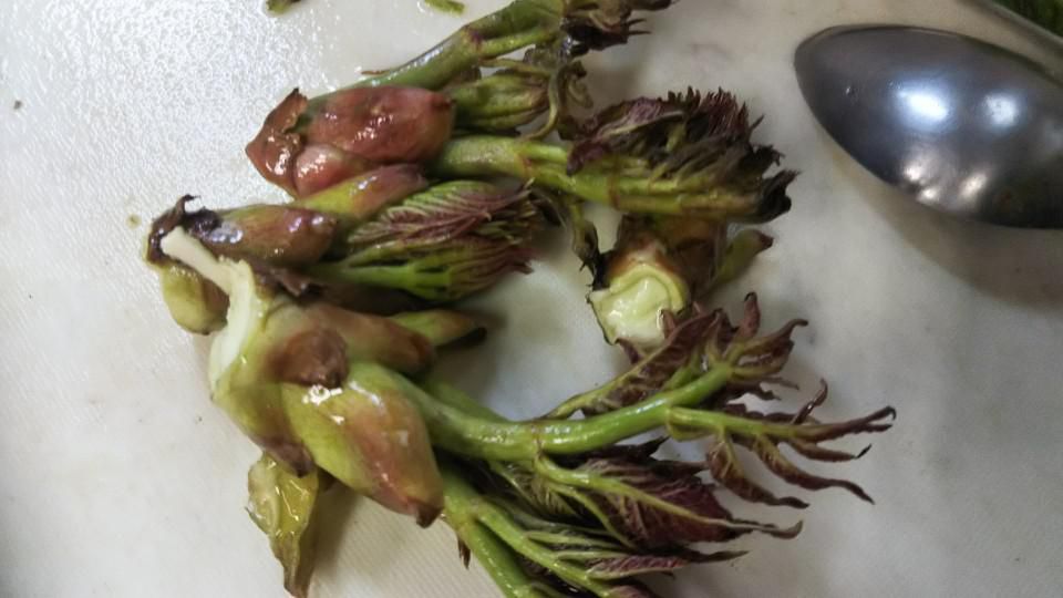 タラの芽