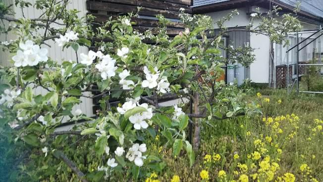 リンゴの花