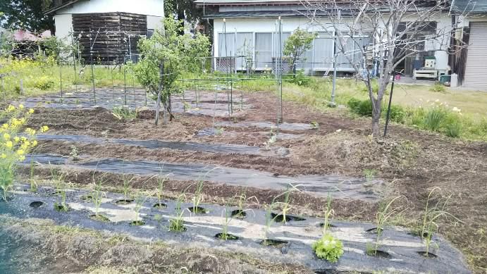 畑の植え付け
