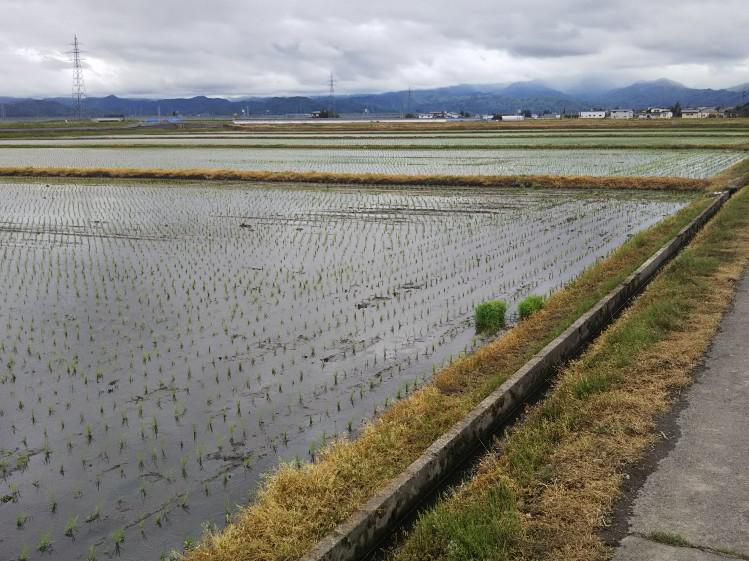 窪田地区田植え