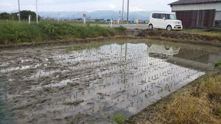 田植え