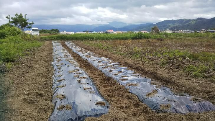 大豆植え