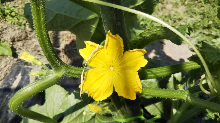 菜園野菜たち