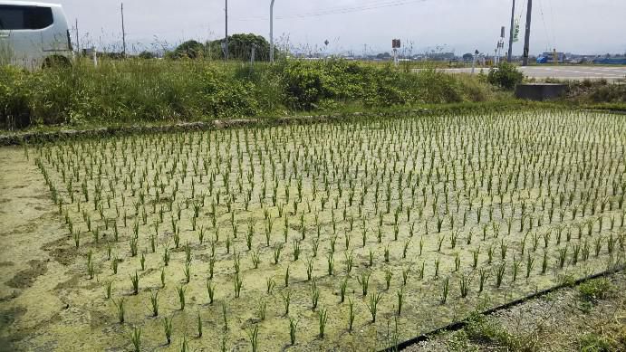 田植えから半月