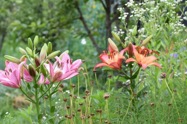 百合の花