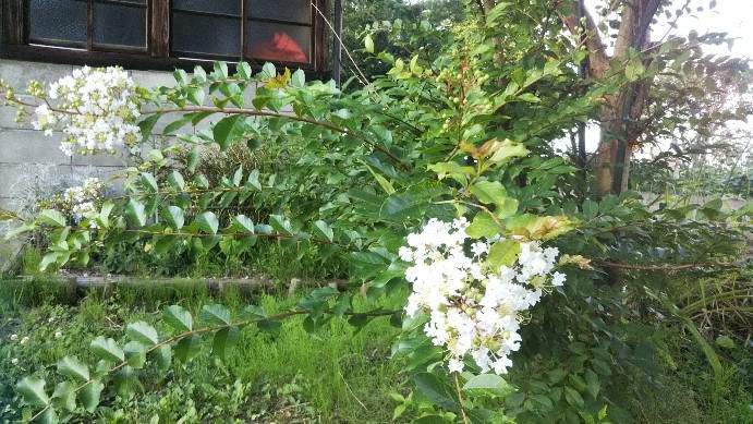 サルスベリの花