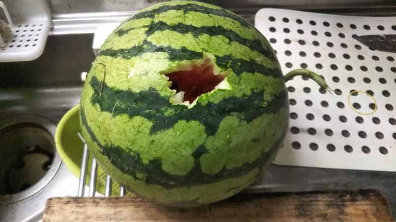 カラスの仕業？