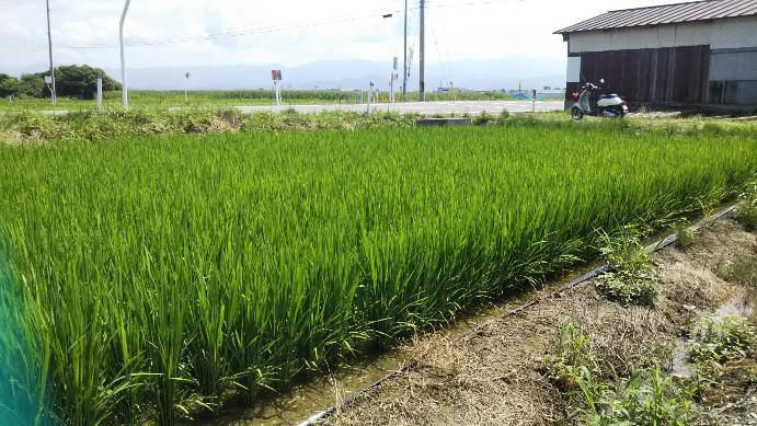 田植えから60日目