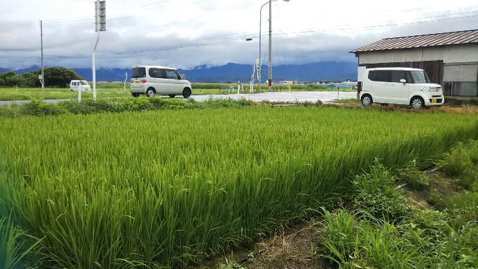 田んぼ74日目
