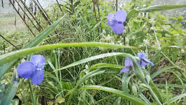 ムラサキツユクサに小菊