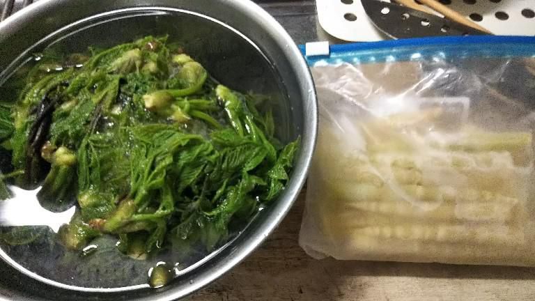 冷凍の吾妻タケノコとコシアブラ