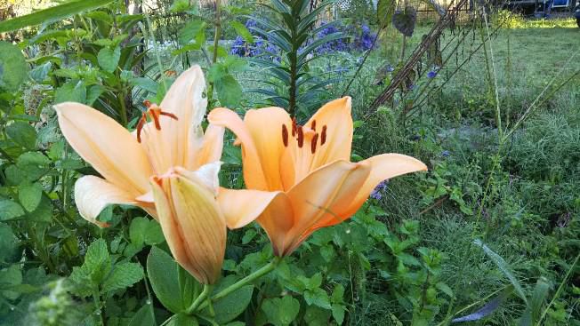 季節外れの百合の花