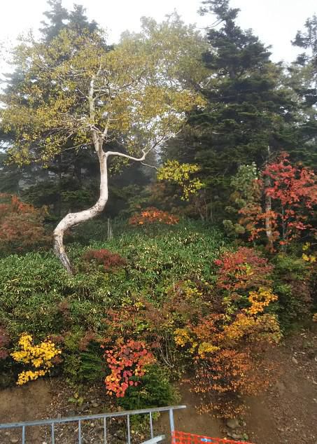 北望台紅葉