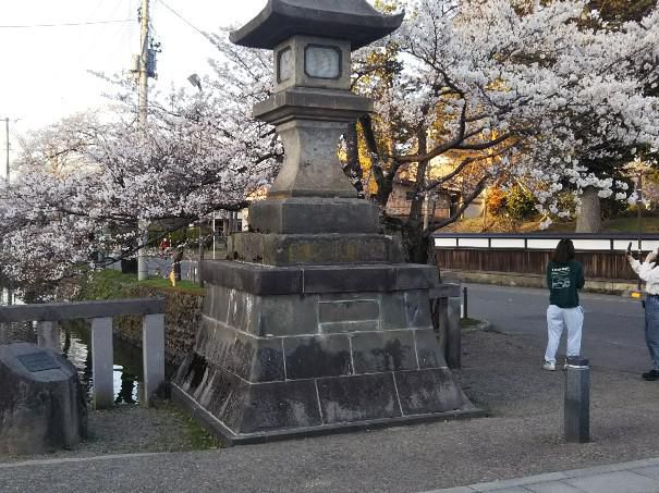 上杉神社の桜