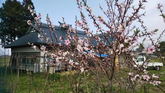 桃の花