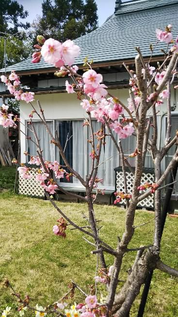 八重桜
