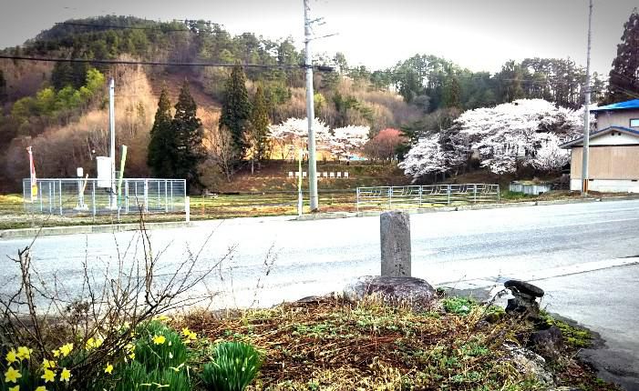 元関小学校の桜