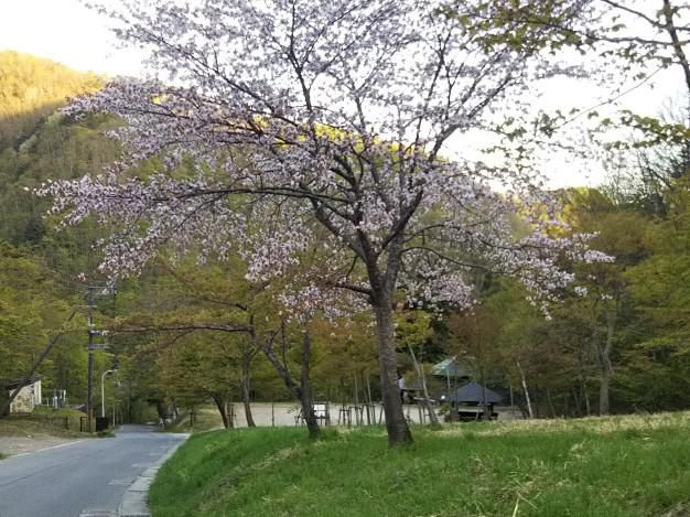 白布の桜