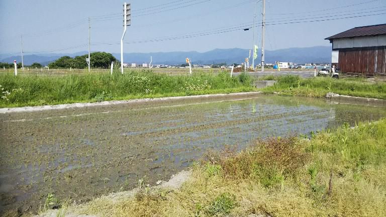 田植え