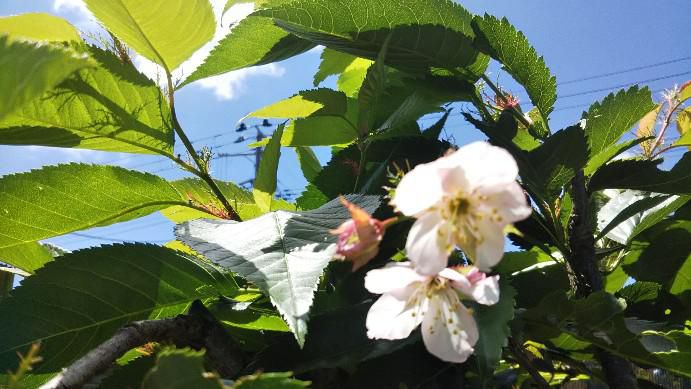 庭の桜に花が
