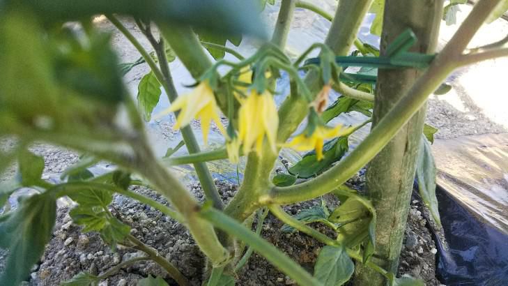 トマトの花