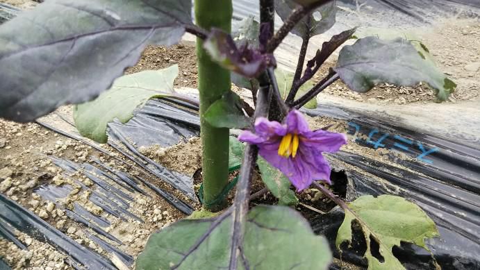 茄子の花
