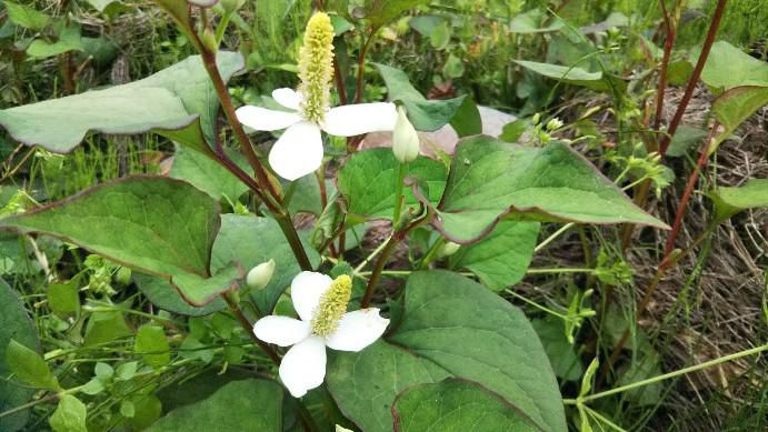 どくだみの花
