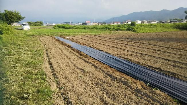 豆植え