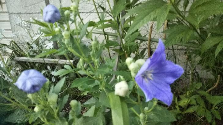 キキョウの花