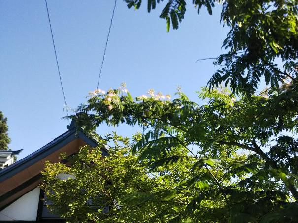 ネムノキの花