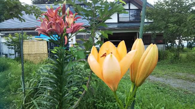 百合の花