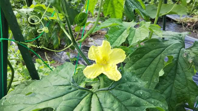 ゴーヤの花