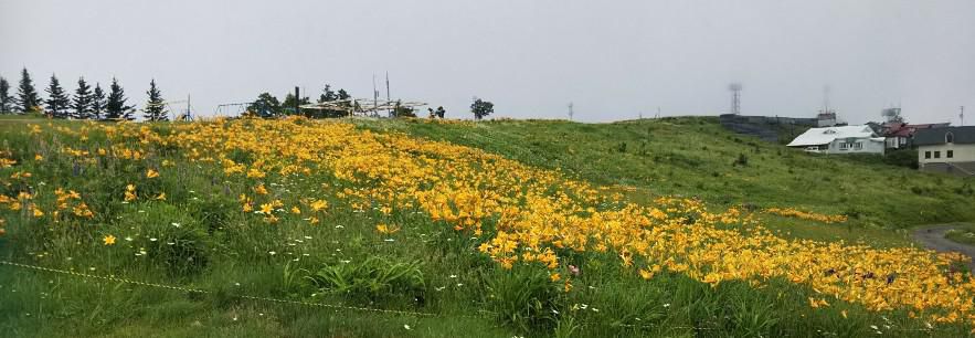 高原の花