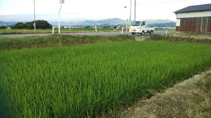 田植えから45日目