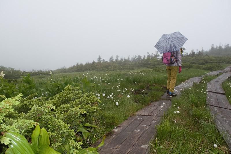 吾妻の高層湿原