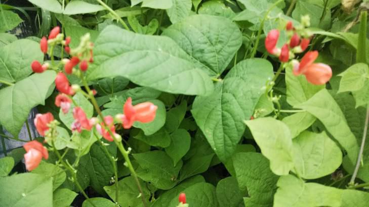 花豆の花