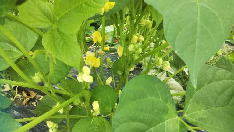 小豆の花