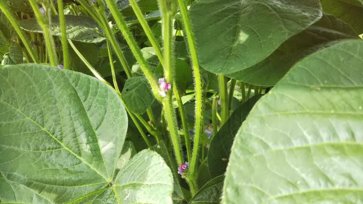 秘伝豆の花