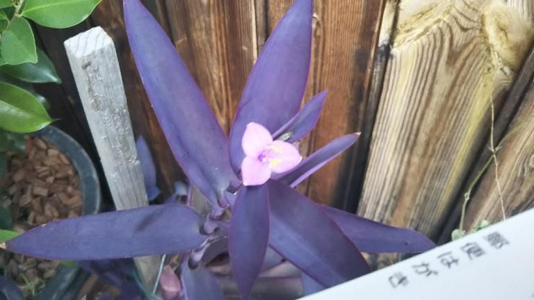 アロエに花
