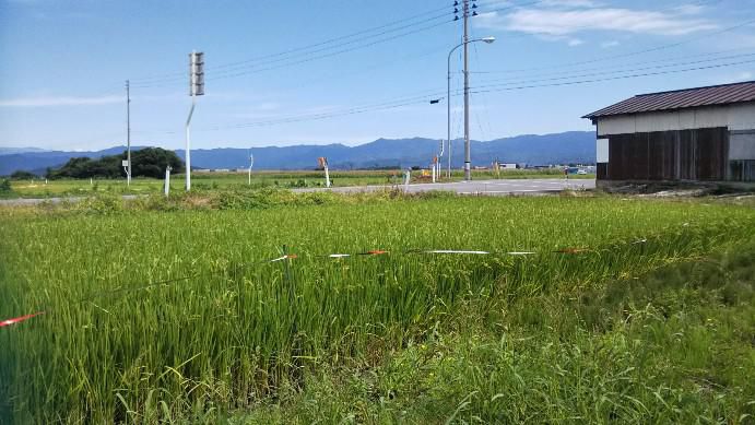 田んぼ