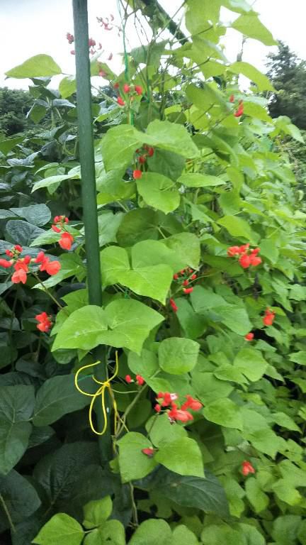 花豆の花