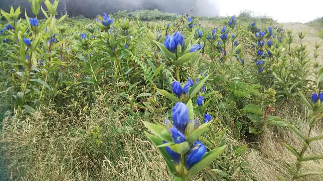 天元台高原に咲く花