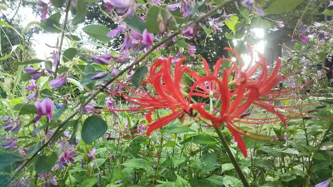 曼珠沙華