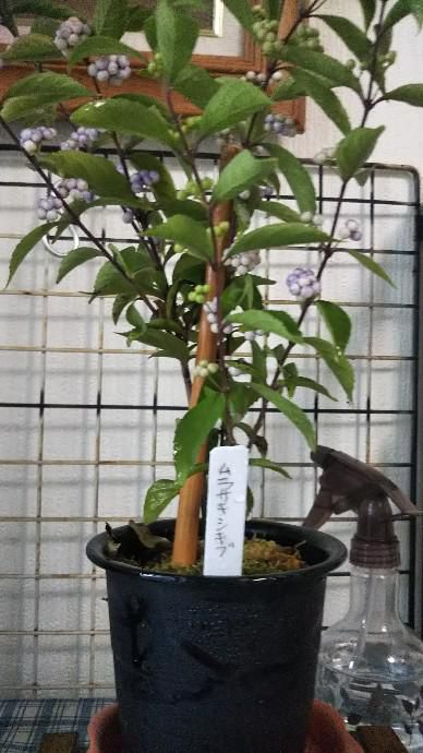 紫式部(ムラサキシキブ)